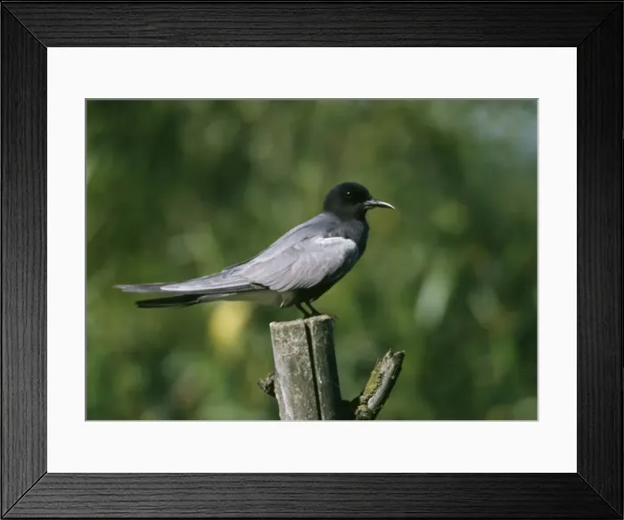 Framed Print : Black Tern - Perched on wooden dead tree trunk Framed Print : Black Tern - Perched on wooden dead tree trunk