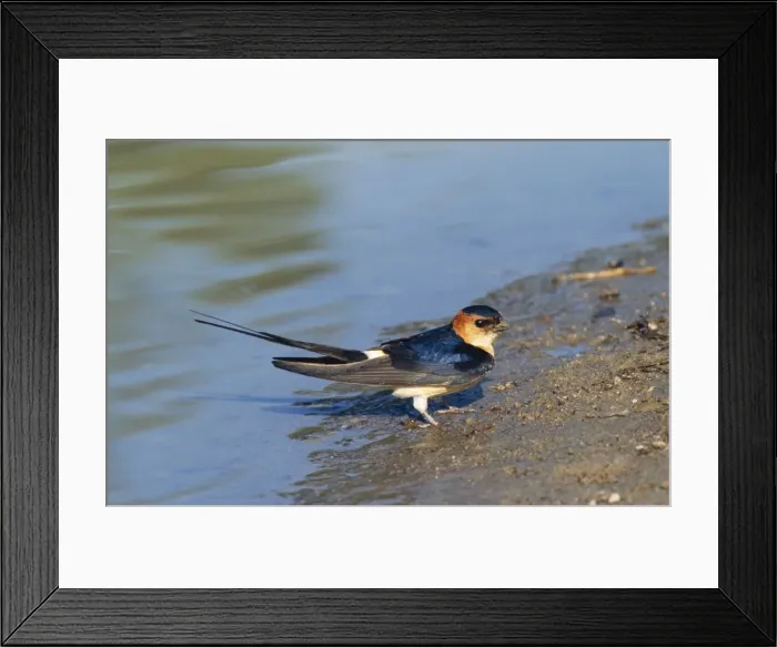 Framed Print : Red-rumped Swallow Framed Print : Red-rumped Swallow