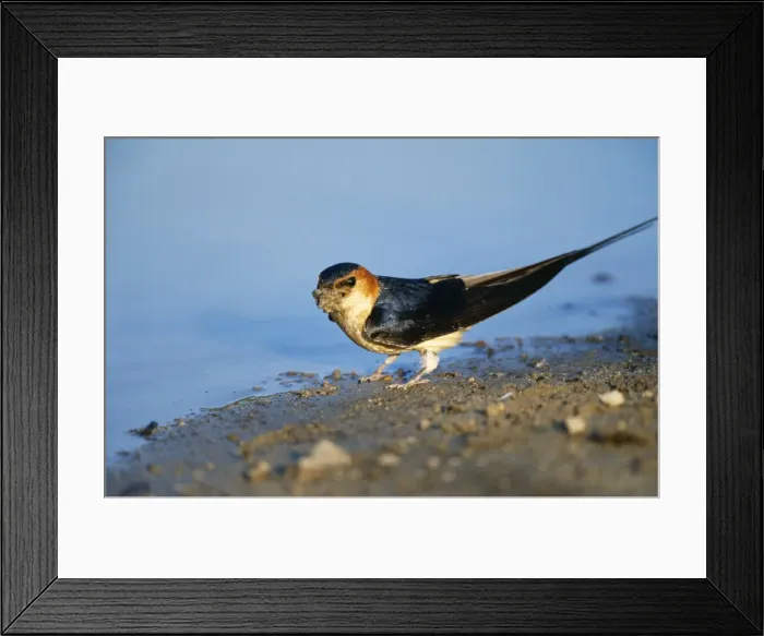 Framed Print : Red-rumped Swallow - collecting mud for nest building Framed Print : Red-rumped Swallow - collecting mud for nest building