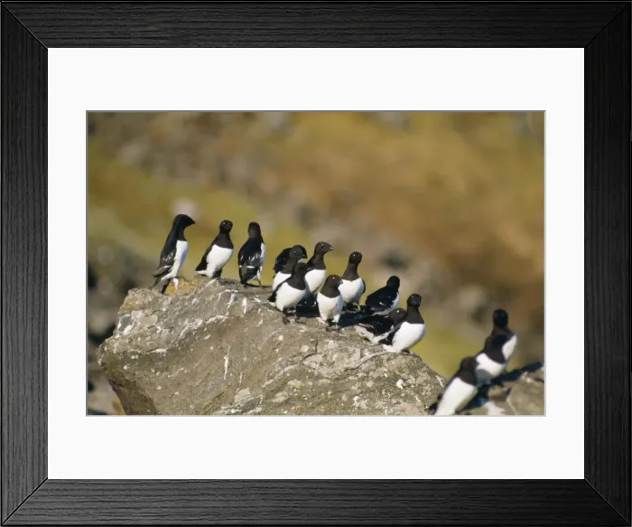 Framed Print : Little Auks Framed Print : Little Auks