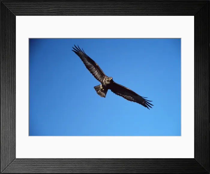 Framed Print : COmmon / European Buzzard - in flight Framed Print : COmmon / European Buzzard - in flight