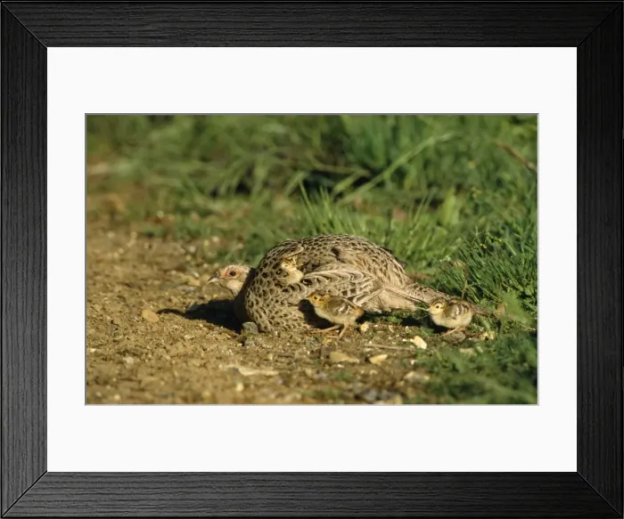 Framed Print : Pheasant - female & chicks Framed Print : Pheasant - female & chicks
