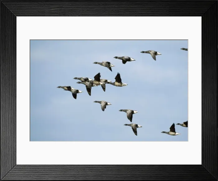 Framed Print : Brent Geese - flock in flight Framed Print : Brent Geese - flock in flight