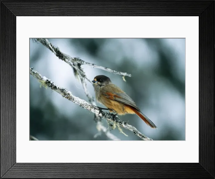 Framed Print : Siberian Jay Framed Print : Siberian Jay
