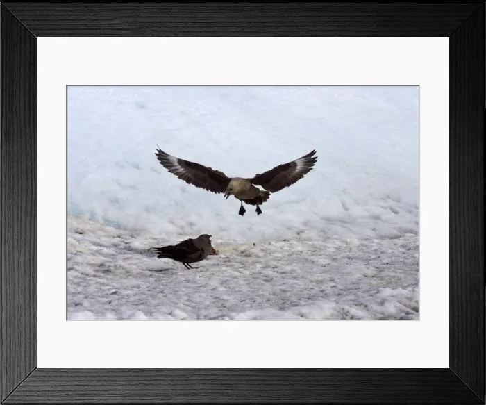 Framed Print : Brown (Subantarctic) Skua. Quarreling over carcass on the ice, Oct Antarctic Framed Print : Brown (Subantarctic) Skua. Quarreling over carcass on the ice, Oct Antarctic