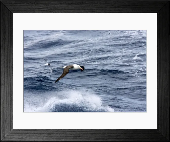 Framed Print : Black-browed Albatross and Blue Petrel (Halobaena caerulea), both flying low over rough sea Framed Print : Black-browed Albatross and Blue Petrel (Halobaena caerulea), both flying low over rough sea