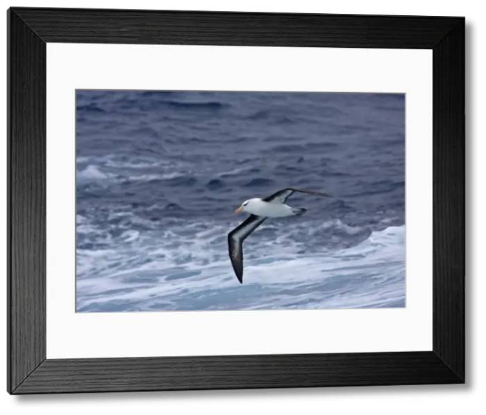 Framed Print : Black-browed Albatross - In flight, low over the sea showing under wing and black eyebrows Framed Print : Black-browed Albatross - In flight, low over the sea showing under wing and black eyebrows