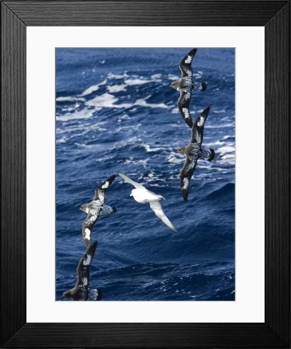 Framed Print : Cape / Painted Petrel - Four fying with Southern Fulmar (Fulmarus glacialoides) over the sea - October Antarctic Framed Print : Cape / Painted Petrel - Four fying with Southern Fulmar (Fulmarus glacialoides) over the sea - October Antarctic