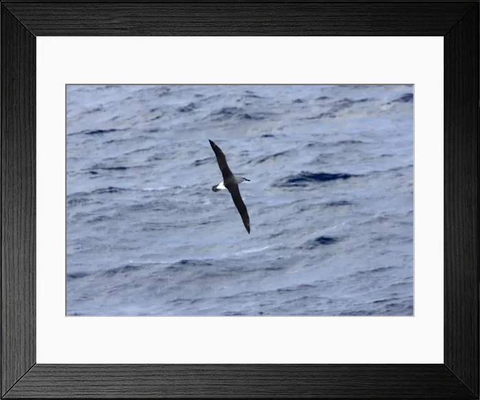 Framed Print : Grey-Headed Albatross - Flying over sea, Antarctic, October Framed Print : Grey-Headed Albatross - Flying over sea, Antarctic, October