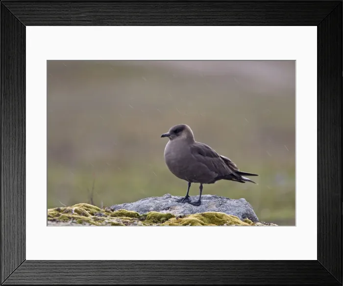 Framed Print : Arctic Skua -Standing on the arctic tundra in sleet- June-Varranger-Arctic-Norway Framed Print : Arctic Skua -Standing on the arctic tundra in sleet- June-Varranger-Arctic-Norway