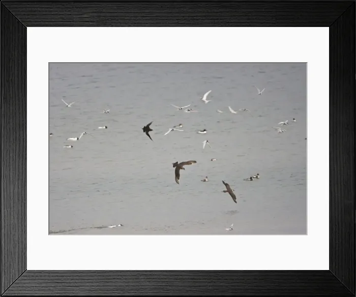 Framed Print : Arctic Skua's and Arctic Terns - [Sterna paradisaea] iun flight over the sea - June- Varanger Fjord- Arctic Noway