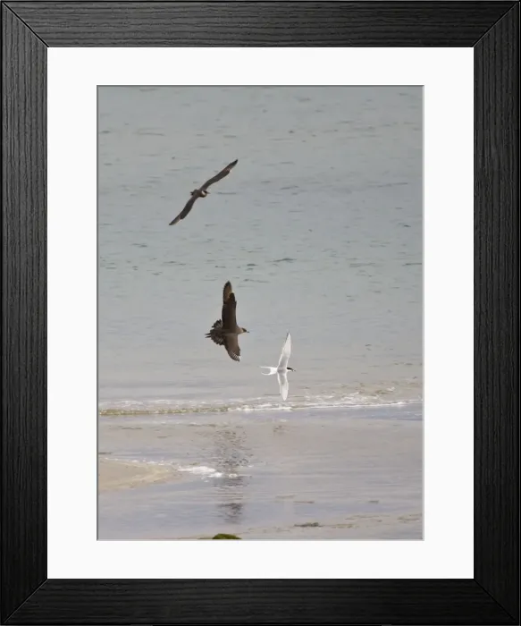 Framed Print : Arctic Skua - In flight parasitising - Arctic Terns [Sterna paradisaea]- June-Varanger Fjord- Arctic Norway