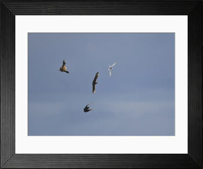 Framed Print : Arctic Skua- In flight parasitising- Arctic Terns [Sterna paradisaea]- June-Varranger Fjord - Arctic Norway