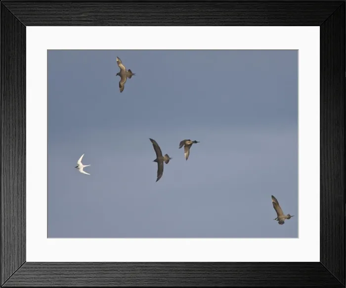 Framed Print : Arctic Skua's - In flight parasitising - Arctic Tern [Sterna paradisaea] - June - Varranger Fjord - Arctic Norway