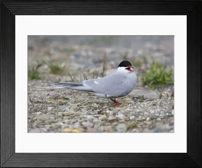 Framed Print : Arctic Tern - Resting on shingle - June -Varranger Arctic Norway Framed Print : Arctic Tern - Resting on shingle - June -Varranger Arctic Norway
