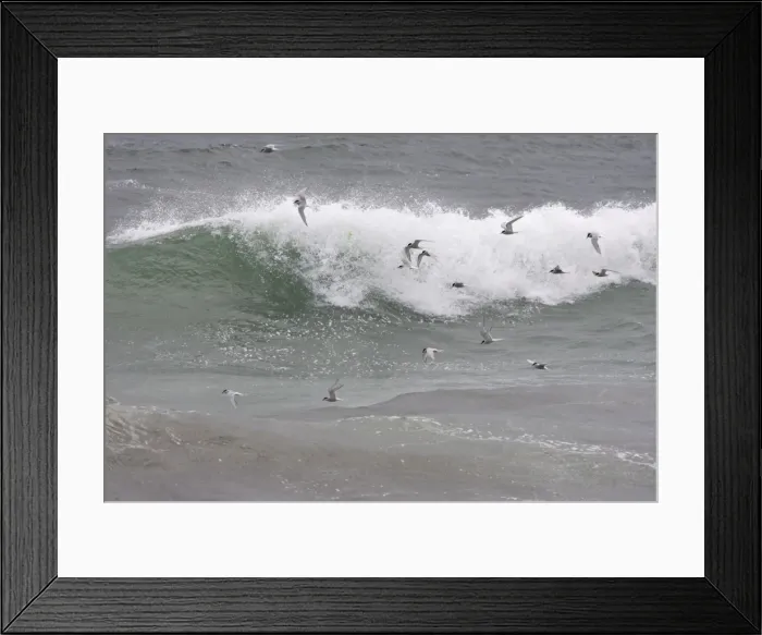Framed Print : Arctic Tern - Flying low over the sea -June - Varranger Arctic Norway Framed Print : Arctic Tern - Flying low over the sea -June - Varranger Arctic Norway