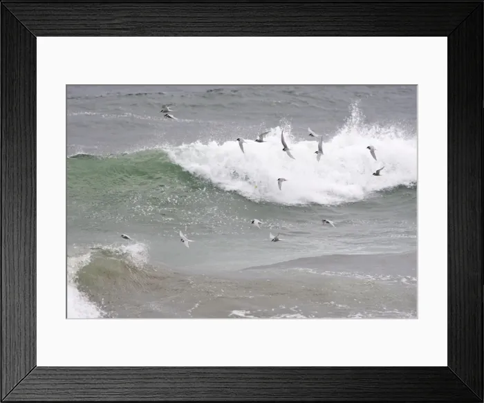 Framed Print : Arctic Tern - In flight over the sea -June -Varranger Fjord - Arctic Norway Framed Print : Arctic Tern - In flight over the sea -June -Varranger Fjord - Arctic Norway