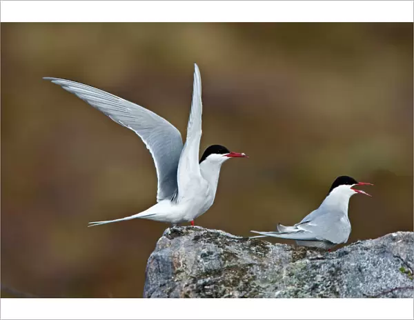 Arctic Tern - Displaying on tundra to mate - June - Varanger - Arctic Norway