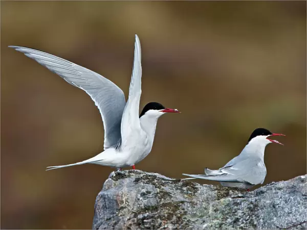 Arctic Tern - Displaying on tundra to mate - June - Varanger - Arctic Norway