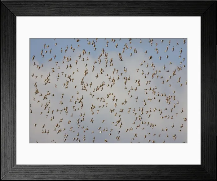 Framed Print : Black-tailed Godwit - Flock in flight Framed Print : Black-tailed Godwit - Flock in flight
