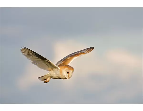 Barn Owl - Hunting in daylight - Norfolk- U. K