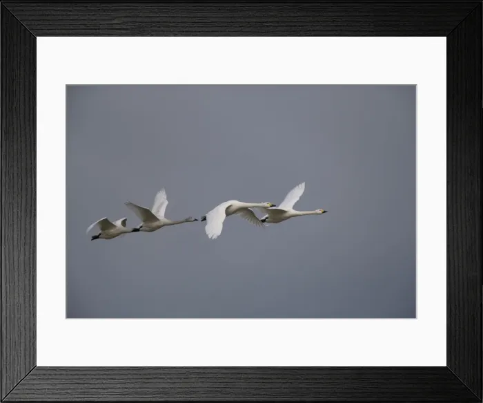 Framed Print : Bewick's Swan - In flight 4 Framed Print : Bewick's Swan - In flight 4