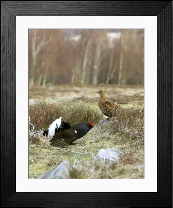 Framed Print : Black Grouse - Cock and Hen Framed Print : Black Grouse - Cock and Hen
