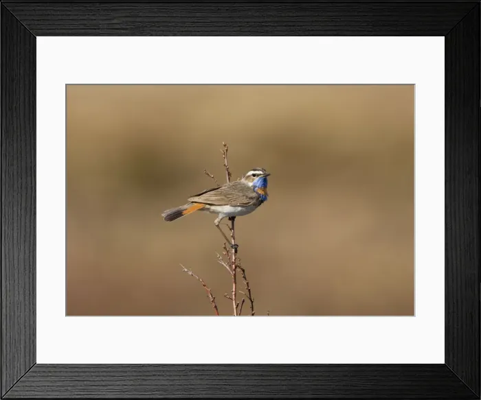 Framed Print : Bluethroat - On song perch - Varangar Northern Norway