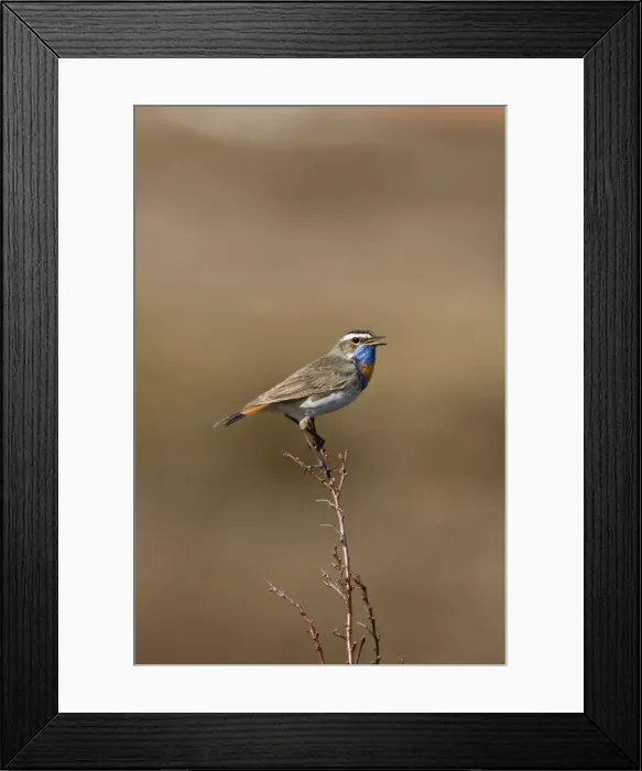 Framed Print : Bluethroat - On song perch - Varangar Northern Norway Framed Print : Bluethroat - On song perch - Varangar Northern Norway