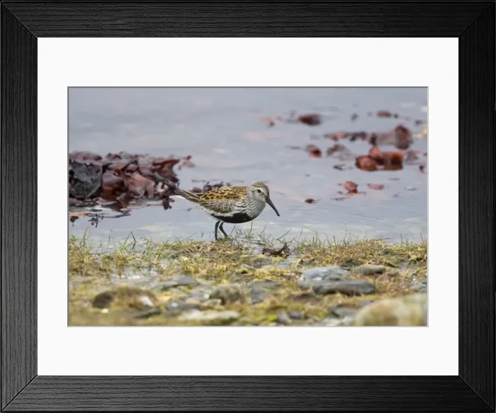 Framed Print : Dunlin - Feeding along seashore - showing black belly patch - Northern Norway Framed Print : Dunlin - Feeding along seashore - showing black belly patch - Northern Norway