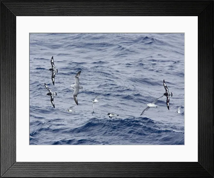 Framed Print : Southern / Antarctic Fulmar and Cape Petrel / Cape Pigeon - Antarctic Dove Prion - In flight over the Antarctic sea- October - Antarctic Framed Print : Southern / Antarctic Fulmar and Cape Petrel / Cape Pigeon - Antarctic Dove Prion - In flight over the Antarctic sea- October - Antarctic