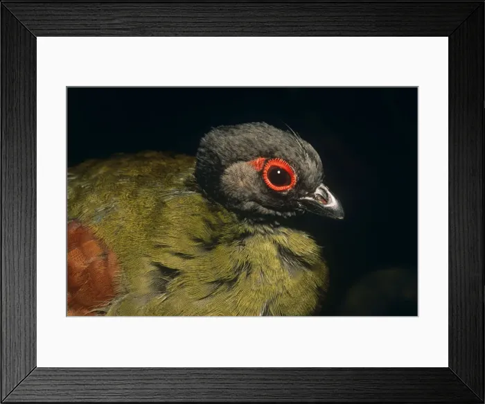 Framed Print : Crested Wood Partridge - female Southeast Asia Framed Print : Crested Wood Partridge - female Southeast Asia