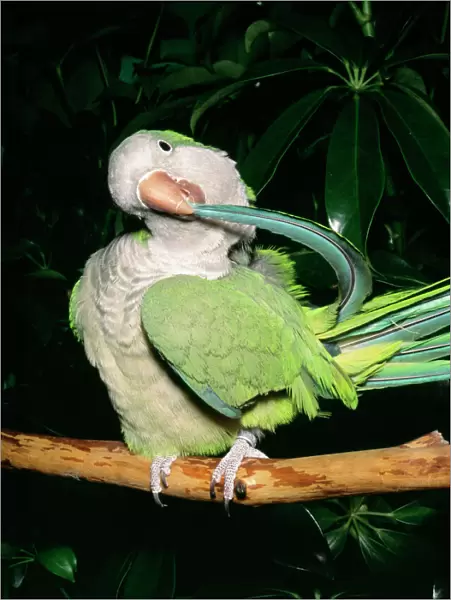 Quaker  /  Monk Parakeet - Preening South America