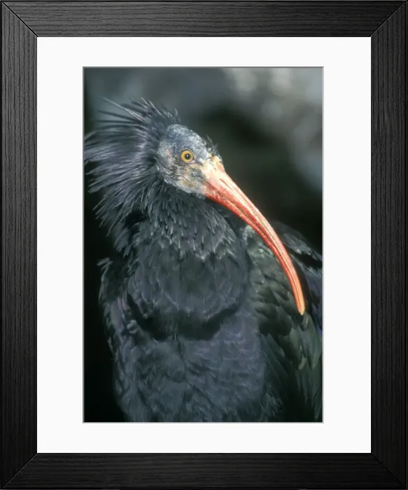 Framed Print : European Bald / Northern / Waldrapp Ibis Middle East Framed Print : European Bald / Northern / Waldrapp Ibis Middle East