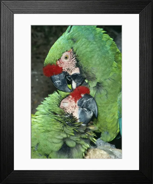 Framed Print : Military Macaw - Mutual preening. Threatened species. South America Framed Print : Military Macaw - Mutual preening. Threatened species. South America
