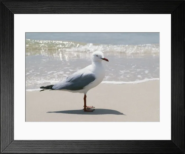 Framed Print : SIlver Gull on Botany Bay, Australia Framed Print : SIlver Gull on Botany Bay, Australia