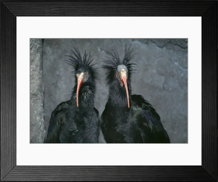 Framed Print : Bald Ibis - endangered species Middle East Framed Print : Bald Ibis - endangered species Middle East