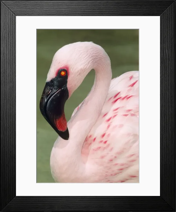 Framed Print : Lesser African Flamingo Africa Framed Print : Lesser African Flamingo Africa