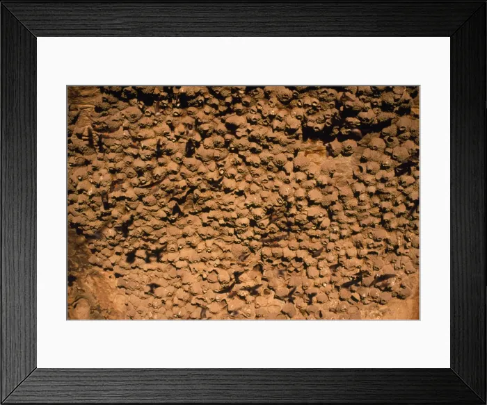 Framed Print : Cliff Swallow Nests Framed Print : Cliff Swallow Nests
