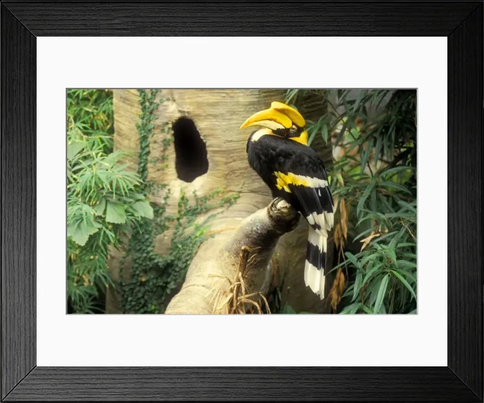 Framed Print : Great Indian Hornbill Asia / India Framed Print : Great Indian Hornbill Asia / India