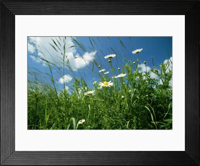 Framed Print : Weeds - Grasses, Ox-eye Daisy, Marguerite Framed Print : Weeds - Grasses, Ox-eye Daisy, Marguerite