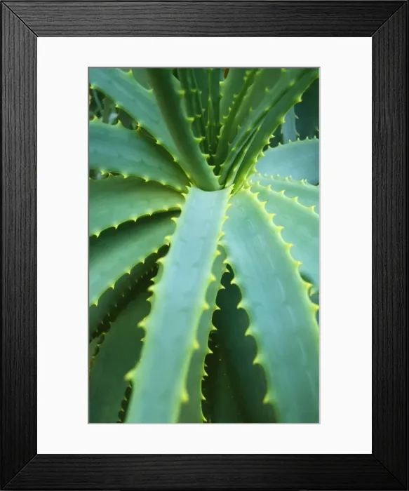Framed Print : Aloe Plant Framed Print : Aloe Plant