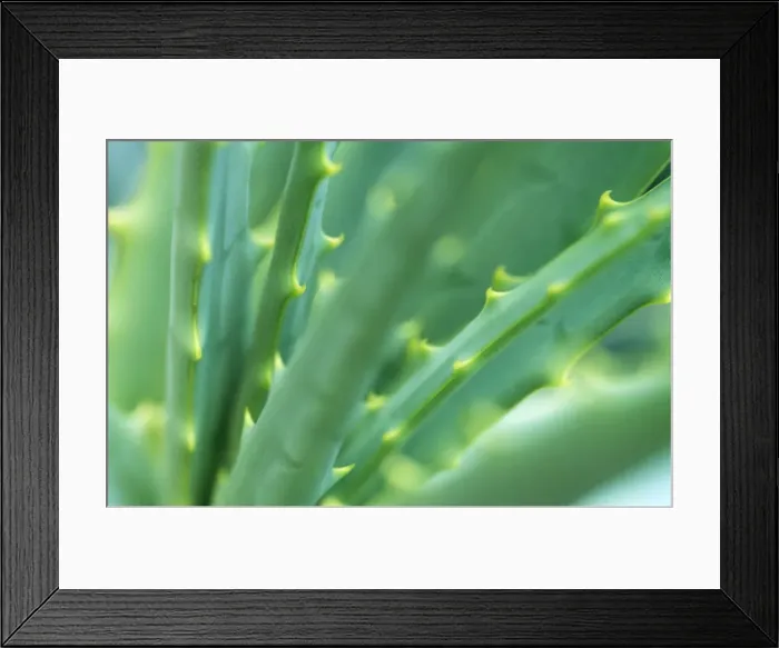 Framed Print : Aloe Vera Plant Framed Print : Aloe Vera Plant