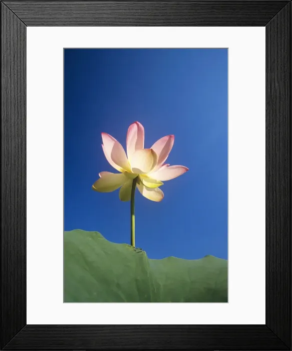 Framed Print : Sacred Lotus Framed Print : Sacred Lotus