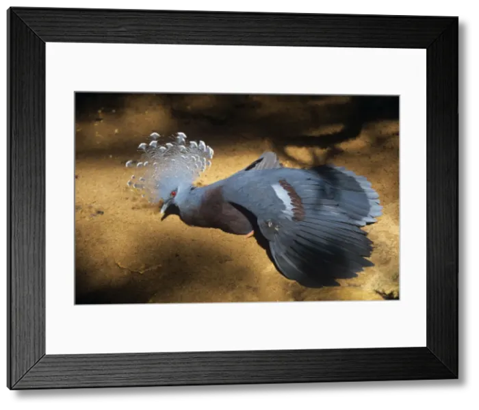 Framed Print : Victoria Crowned Pigeon Papua New Guinea Framed Print : Victoria Crowned Pigeon Papua New Guinea