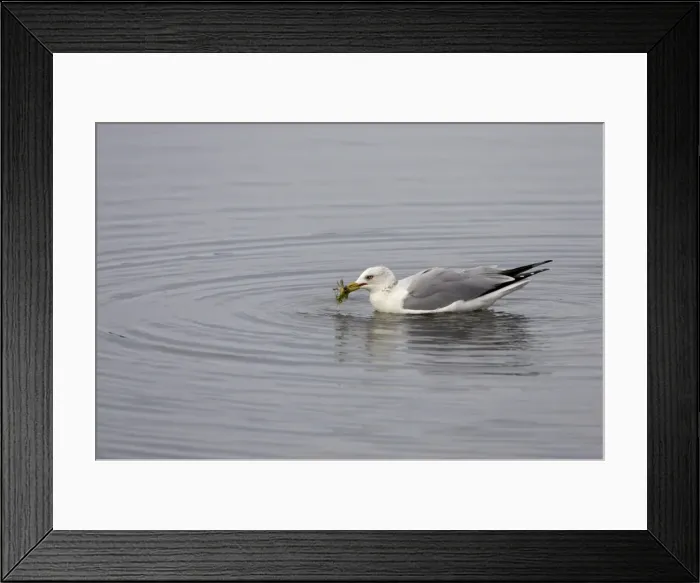 Framed Print : Ring-Billed Gull with crab Ding Darling NWR, florida, USA BI000539 Framed Print : Ring-Billed Gull with crab Ding Darling NWR, florida, USA BI000539
