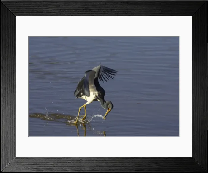 Framed Print : Tricolored Heron - dip feeding Ding Darling NWR, florida, USA BI000762 Framed Print : Tricolored Heron - dip feeding Ding Darling NWR, florida, USA BI000762