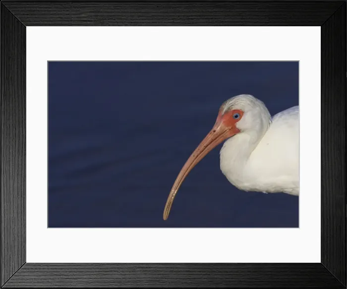 Framed Print : White Ibis - close-up Ding Darling NWR, Florida, USA BI000893 Framed Print : White Ibis - close-up Ding Darling NWR, Florida, USA BI000893