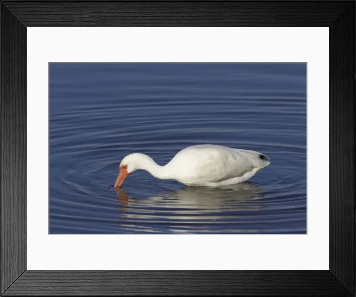 Framed Print : White Ibis - feeding Ding Darling NWR, florida, USA BI000886 Framed Print : White Ibis - feeding Ding Darling NWR, florida, USA BI000886