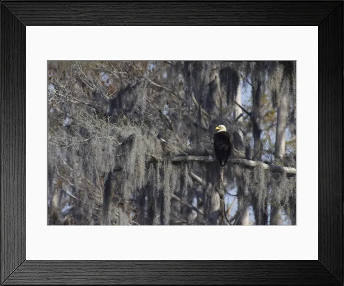 Framed Print : Bald Eagle - in Spanish Moss draped tree Cypress Lake, florida, USA BI001224 Framed Print : Bald Eagle - in Spanish Moss draped tree Cypress Lake, florida, USA BI001224